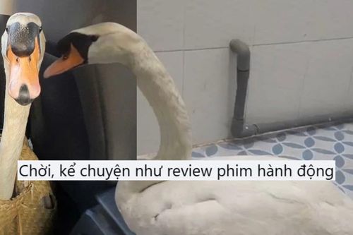 Vụ trộm thiên nga ở Thảo Cầm Viên: Dân mạng đòi dựng thành phim điện ảnh