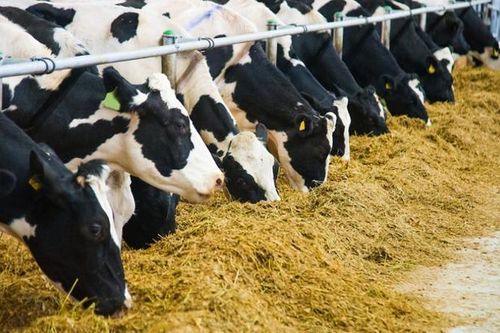 Điều kiện sinh vật biến đổi gen được sử dụng làm thực phẩm, thức ăn chăn nuôi