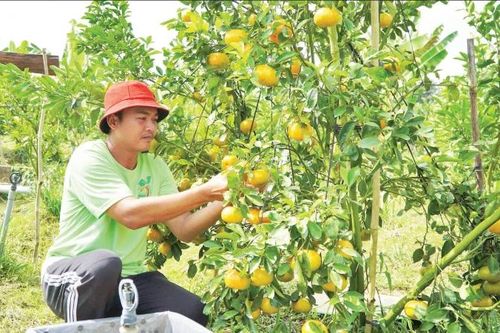 Nhà vườn chuẩn bị nông sản phục vụ Tết