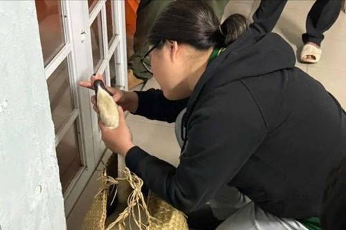 Kịp thời giải cứu thiên nga trắng bị trộm ở Thảo Cầm Viên Sài Gòn
