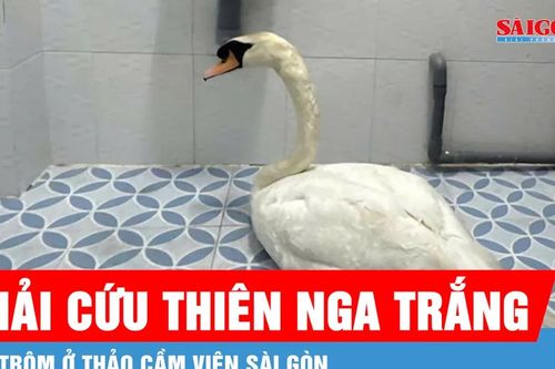 Giải cứu thiên nga trắng bị trộm ở Thảo Cầm Viên Sài Gòn