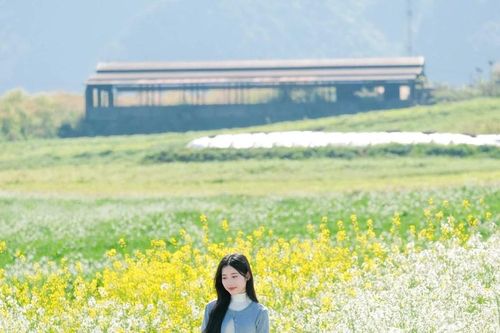 Ngắm hoa cải nhuộm vàng cao nguyên Mộc Châu, chọn tour nào cho trọn vẹn?