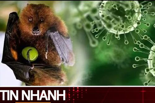 TIN NHANH: Bộ Y tế thông tin về dịch bệnh do virus Nipah và các biện pháp phòng chống
