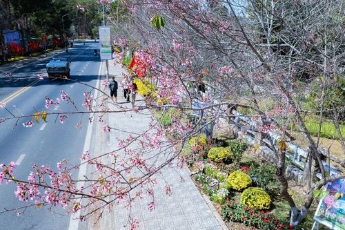 'Mở cửa' con đường hoa mai anh đào rực rỡ nhất Đà Lạt