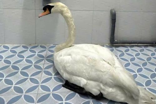 Kẻ gian đột nhập Thảo Cầm Viên, trộm thiên nga trắng