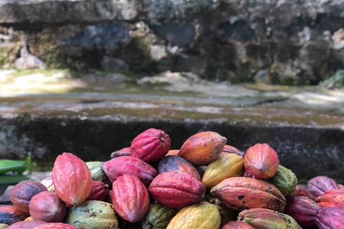 Cây cacao - Lựa chọn chiến lược nhằm tái cấu trúc nông nghiệp xanh Tây Nguyên