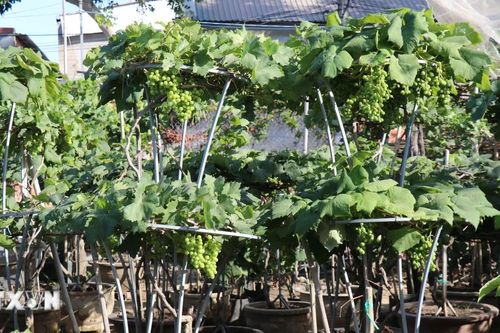 Nho cảnh Khánh Hòa đắt hàng dịp Tết Nguyên đán