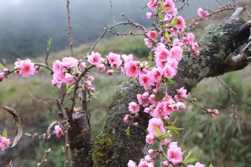 Đào kép Lào Cai nở sớm, đọ sắc với hoa mận 'cao nguyên trắng'
