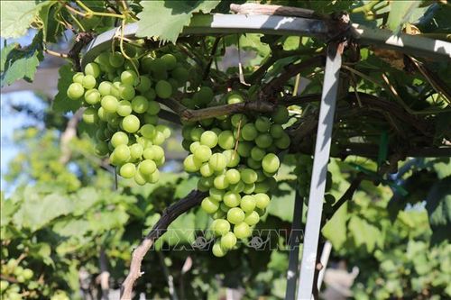Nho cảnh Khánh Hòa 'hút hàng' dịp Tết