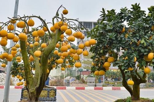Thú chơi bưởi trụi lá hút khách ngày Tết