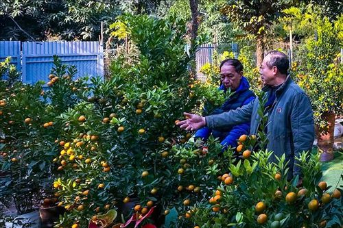 Chăm sóc cây quất ngày Tết: Bí quyết giữ quả bền đẹp, lá xanh suốt xuân