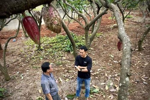 Nâng tầm giá trị ca cao Việt Nam – Bài 2: Hình thành chuỗi ngành hàng giá trị cao