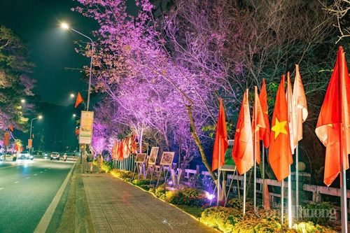 Hơn 300 lá cờ Tổ quốc rực sáng không gian đường hoa mai anh đào Đà Lạt