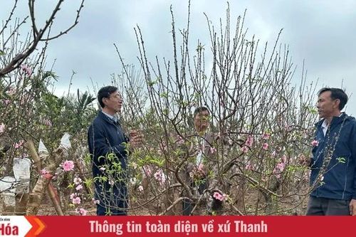 Vùng trồng đào xã Hồ Vương rực rỡ khoe sắc, sẵn sàng phục vụ Tết nguyên đán Bính Ngọ