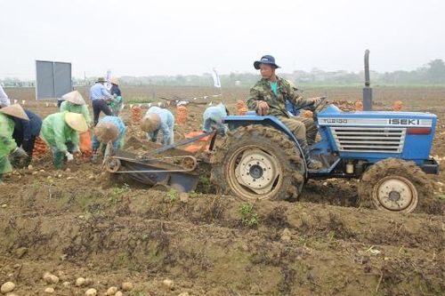 Liên kết với doanh nghiệp, nâng hiệu quả sản xuất khoai tây