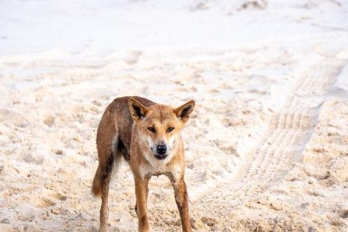 Đảo K'gari tiêu hủy đàn chó dingo sau cái chết của du khách Canada