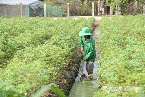 Nông dân tích cực chăm sóc vụ rau màu tết
