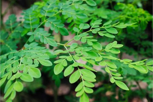 Tô canh của ký ức