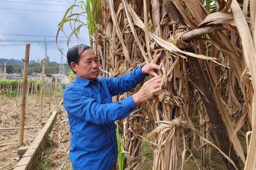 Đi đầu trồng mía VietGAP