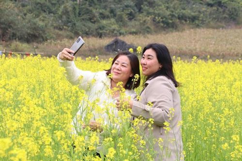 Mùa hoa cải hút khách