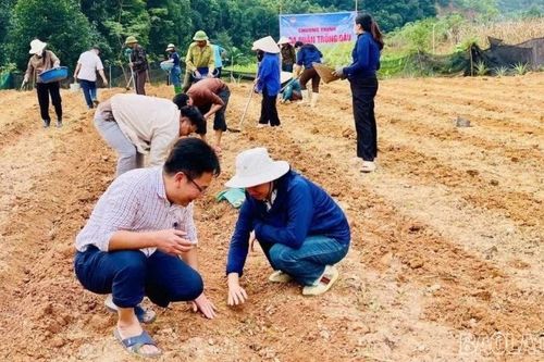 Lào Cai đặt mục tiêu phát triển, mở rộng đạt 2.000 ha dâu trong giai đoạn 2026 - 2030
