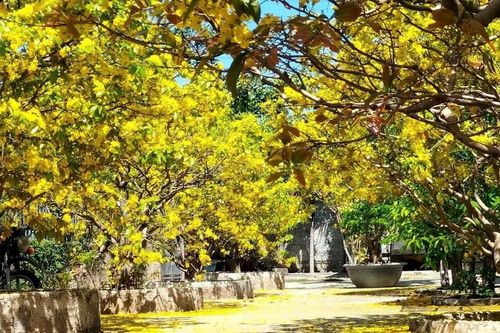 Tháng chạp về ở làng mai Hàm Hiệp