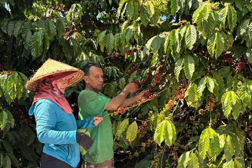 Nông dân Tà Nung liên kết trồng cà phê