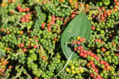 Giá tiêu hôm nay 27/1: Gia Lai và Đồng Nai tăng nhẹ, nguồn cung thế giới thắt chặt