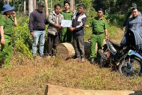 Bắt nhóm đối tượng cưa hạ 6 cây gỗ dổi trái phép