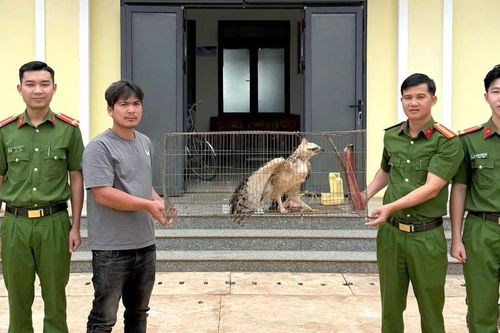 Người dân Lâm Đồng tự nguyện giao nộp chim đại bàng núi quý hiếm