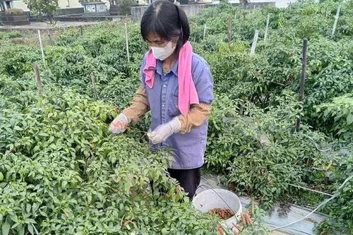 Xã Vĩnh An phát triển nông nghiệp theo hướng hàng hóa