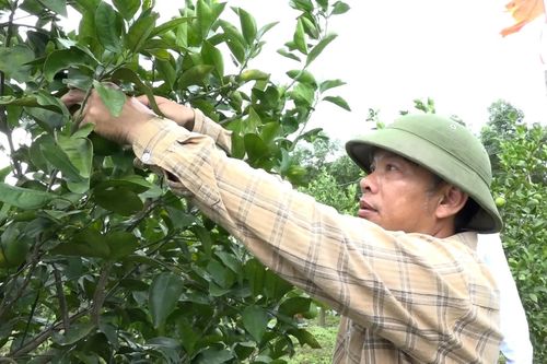 Để Triệu Phong khai thác hiệu quả vùng gò đồi