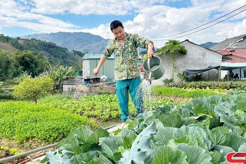 Mường É trồng rau vụ Đông