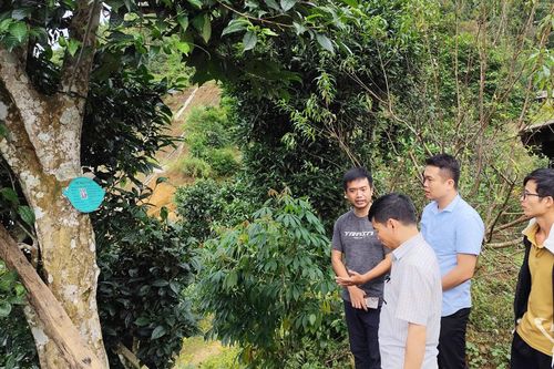 'Báu vật xanh' lưng chừng núi