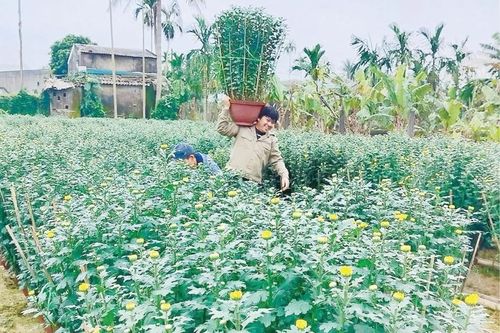 Tất bật cho vụ hoa Tết