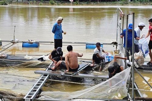 Quy định mới về nuôi trồng, quản lý và khai thác thủy sản