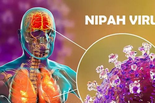 WHO nói gì về virus Nipah?