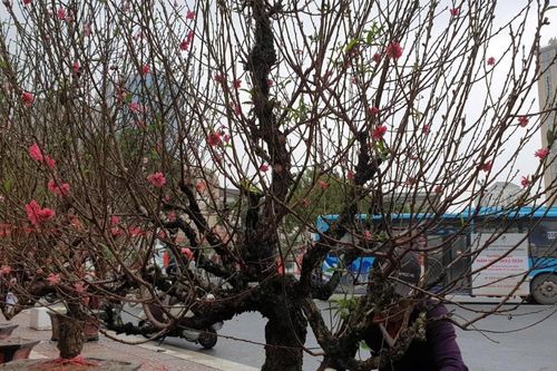 Thị trường đào cảnh Hà Nội sôi động trước Tết Nguyên đán