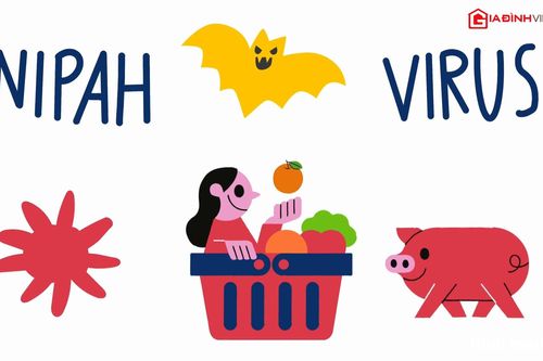 Làm gì để tránh lây nhiễm virus Nipah?