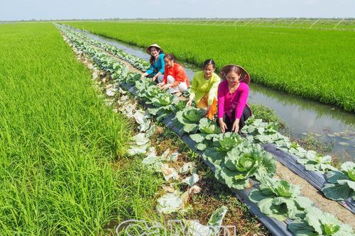 Nhịp sống trên đồng