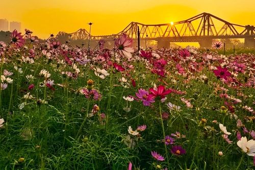 Thảm hoa cánh bướm khoe sắc dưới chân cầu trăm tuổi ở Hà Nội