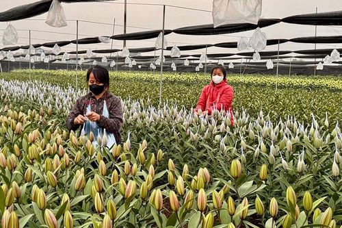 Chuẩn bị đón Tết Bính Ngọ:Làng hoa Hà Nội rộn ràng vào vụ