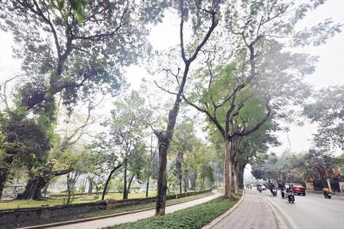 Phường Ba Đình hạ rào Công viên Bách Thảo
