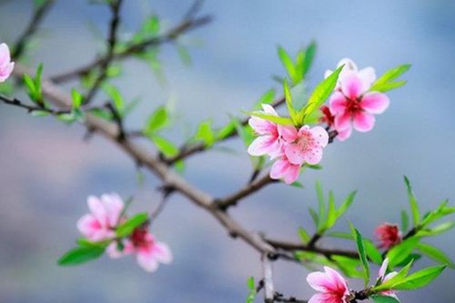 Vì sao nói năm Ất Tỵ đón Lập xuân tới hai lần?