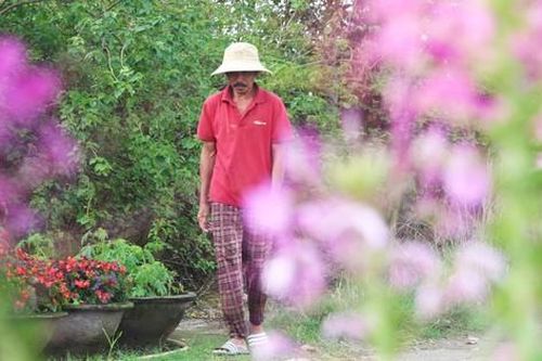 Làng hoa Đà Nẵng hồi sinh sau lũ lịch sử, rực rỡ sắc xuân