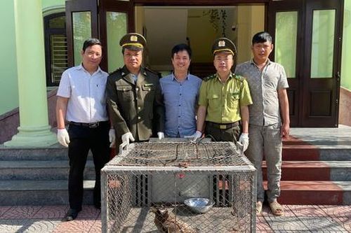 Tiếp nhận, tái thả nhiều cá thể động vật hoang dã quý hiếm ở Huế