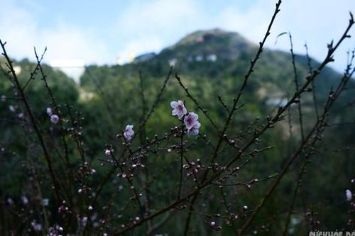 Đào rừng bung sắc giữa mây đèo Ô Quy Hồ