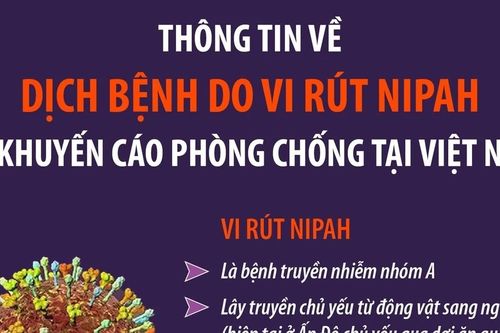 Thông tin về dịch bệnh do vi rút Nipah và khuyến cáo phòng chống tại Việt Nam