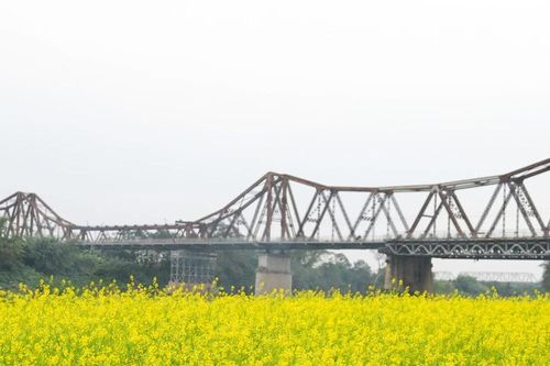 Sắc vàng hoa cải bên cầu Long Biên lịch sử