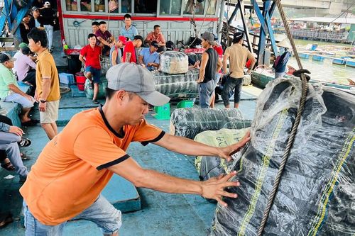 Quảng Ngãi: Mực xà được giá, ngư dân hối hả ra khơi